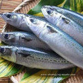 Bqf Landfrozen Whole Round Pacific Mackerel Fish 300-500g